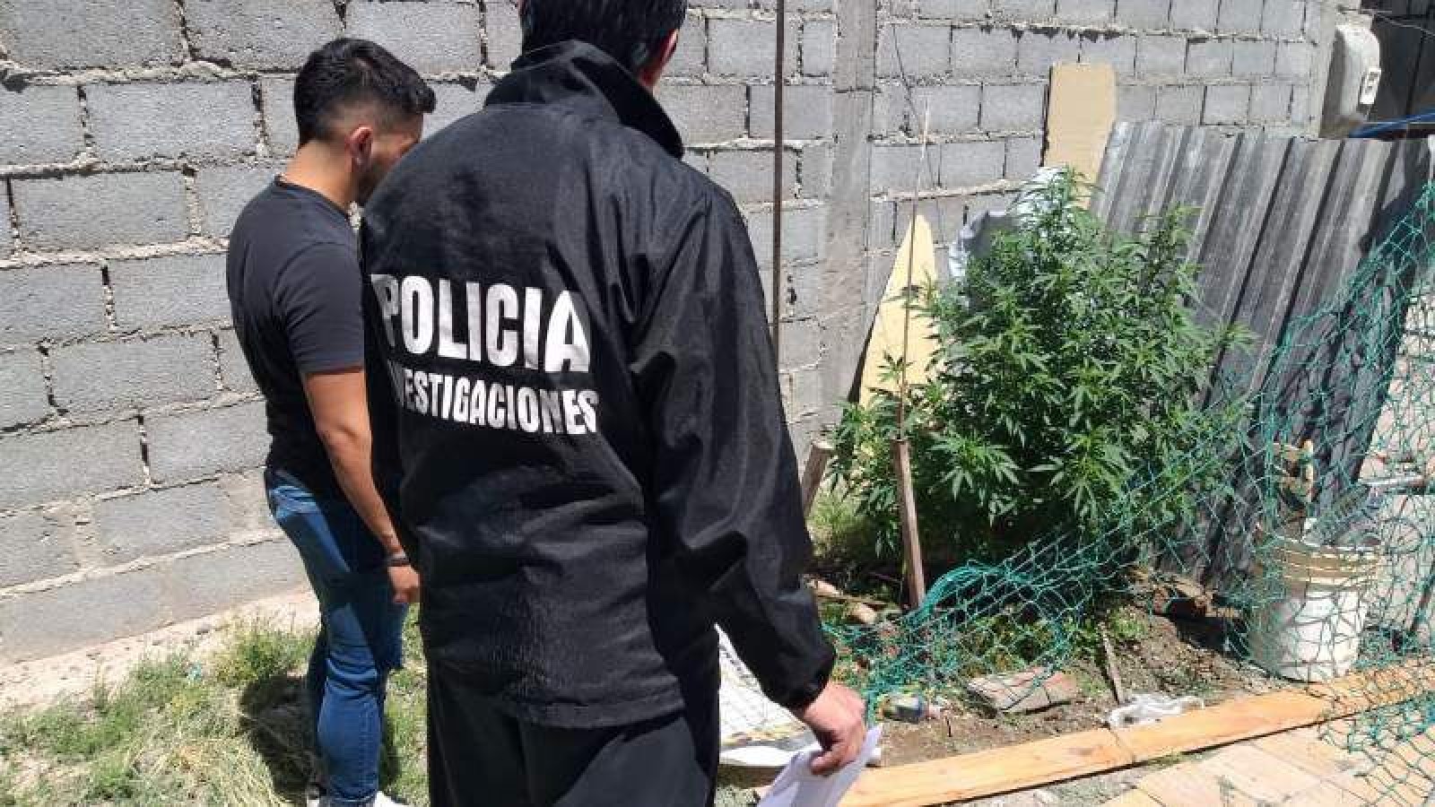Trelew , encontraron planta de marihuana en un allanamiento