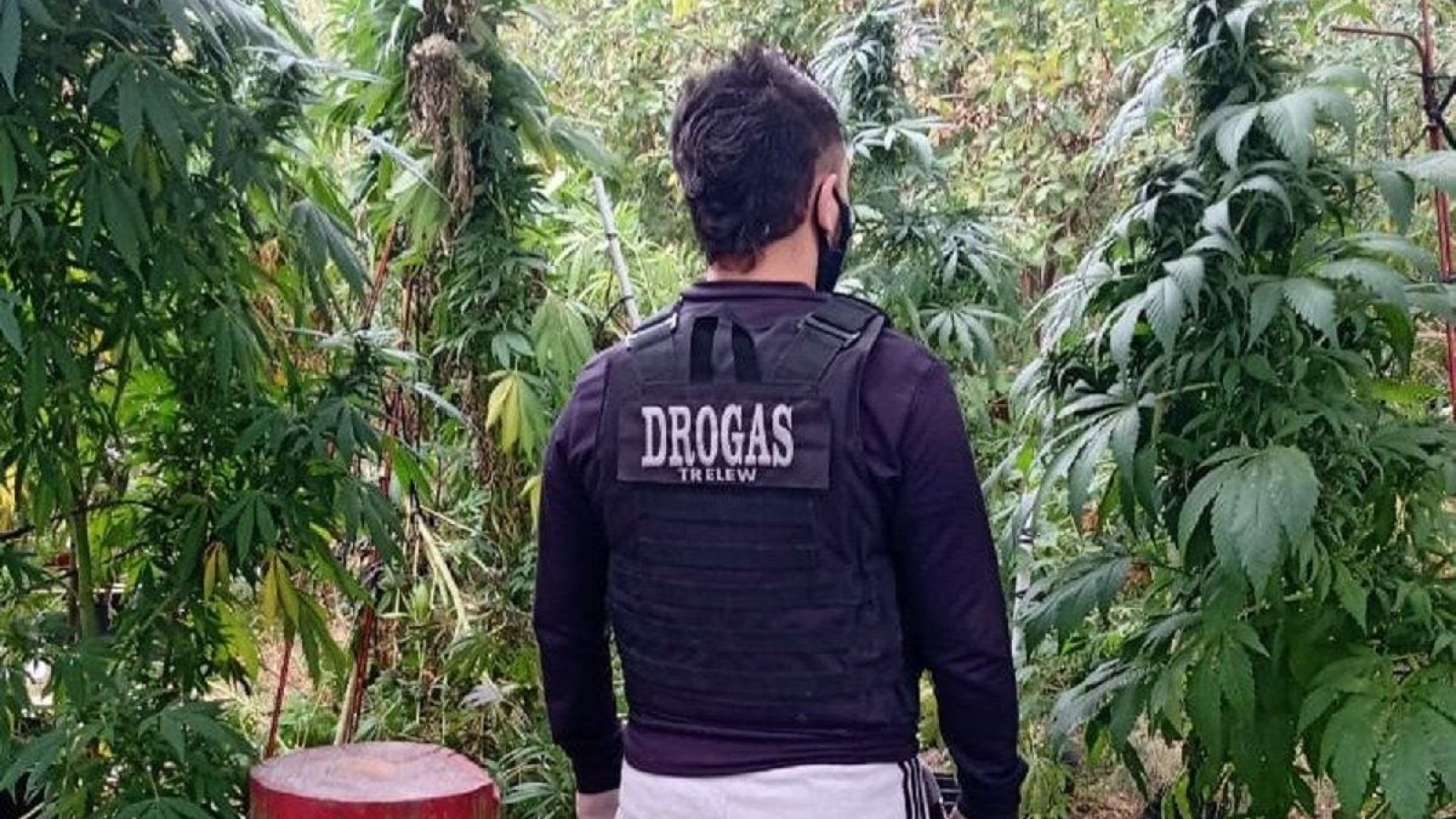 Trelew: secuestran 112 plantas de marihuana en una vivienda