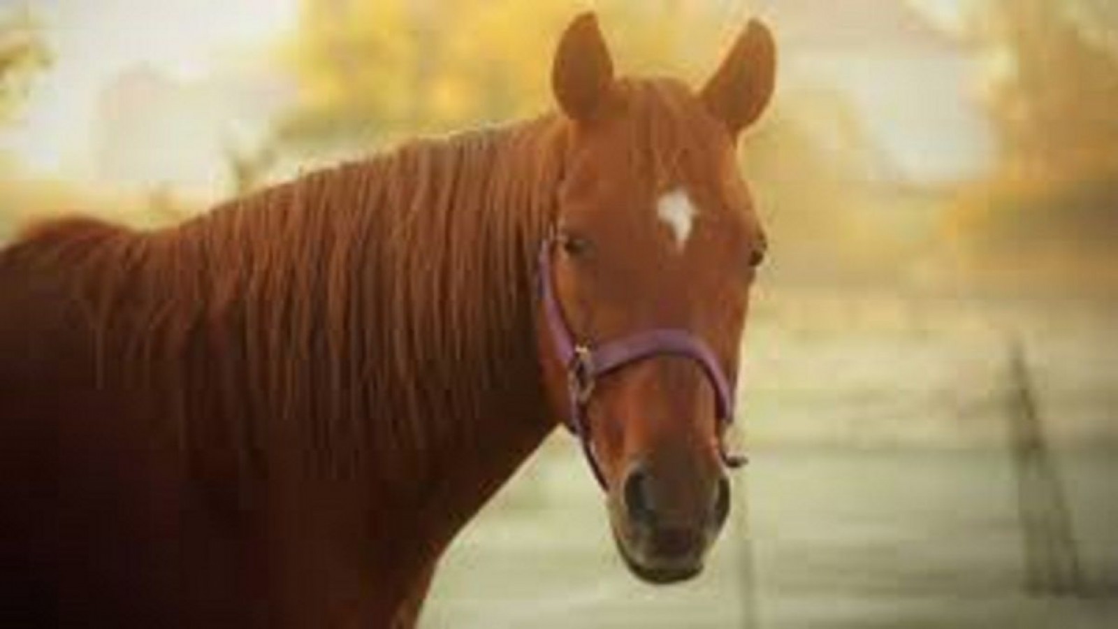 Trelew: robaron un caballo y lo descuartizaron