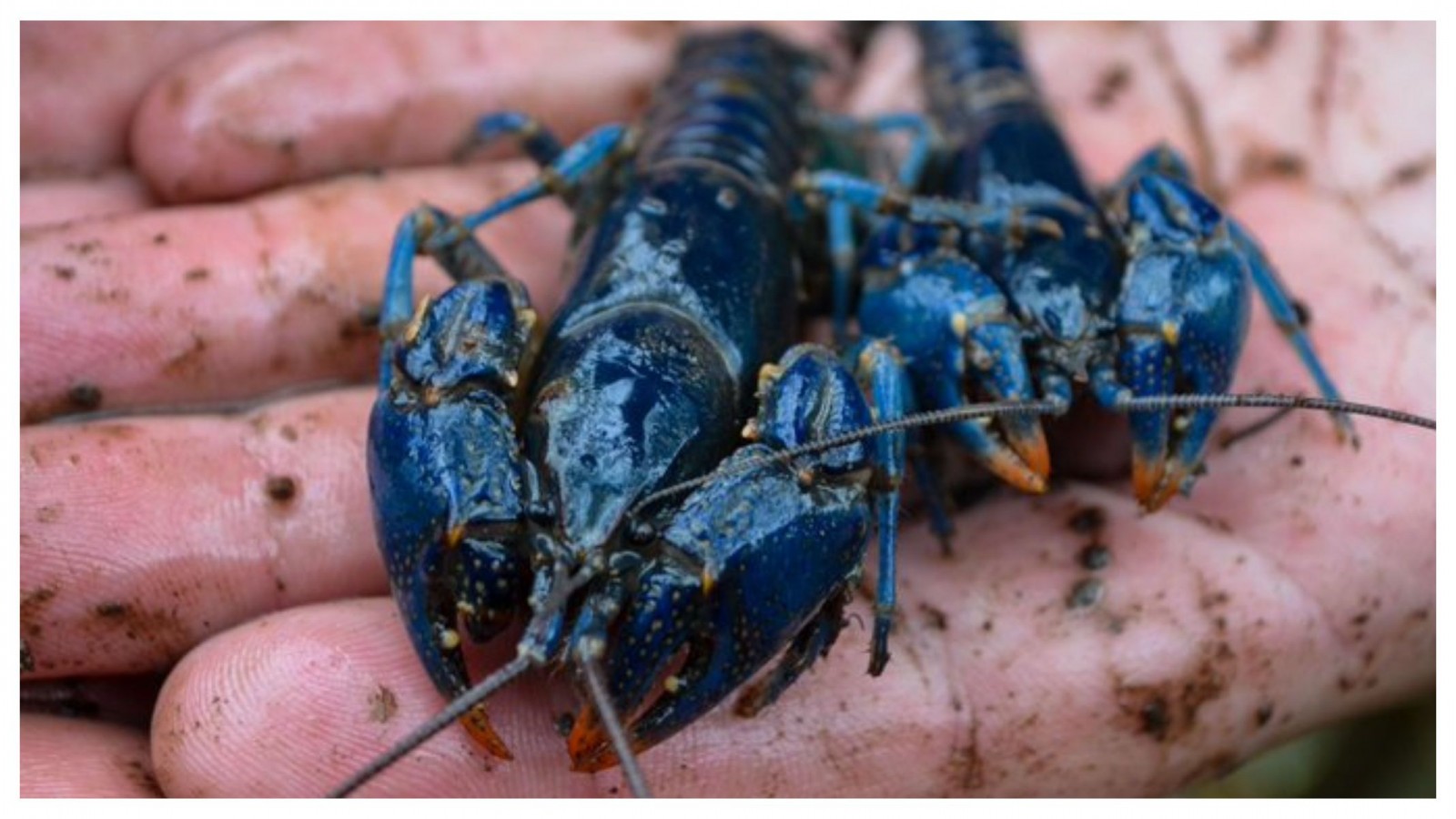Encontraron un Cangrejo Azul que era buscado desde hace 45 años
