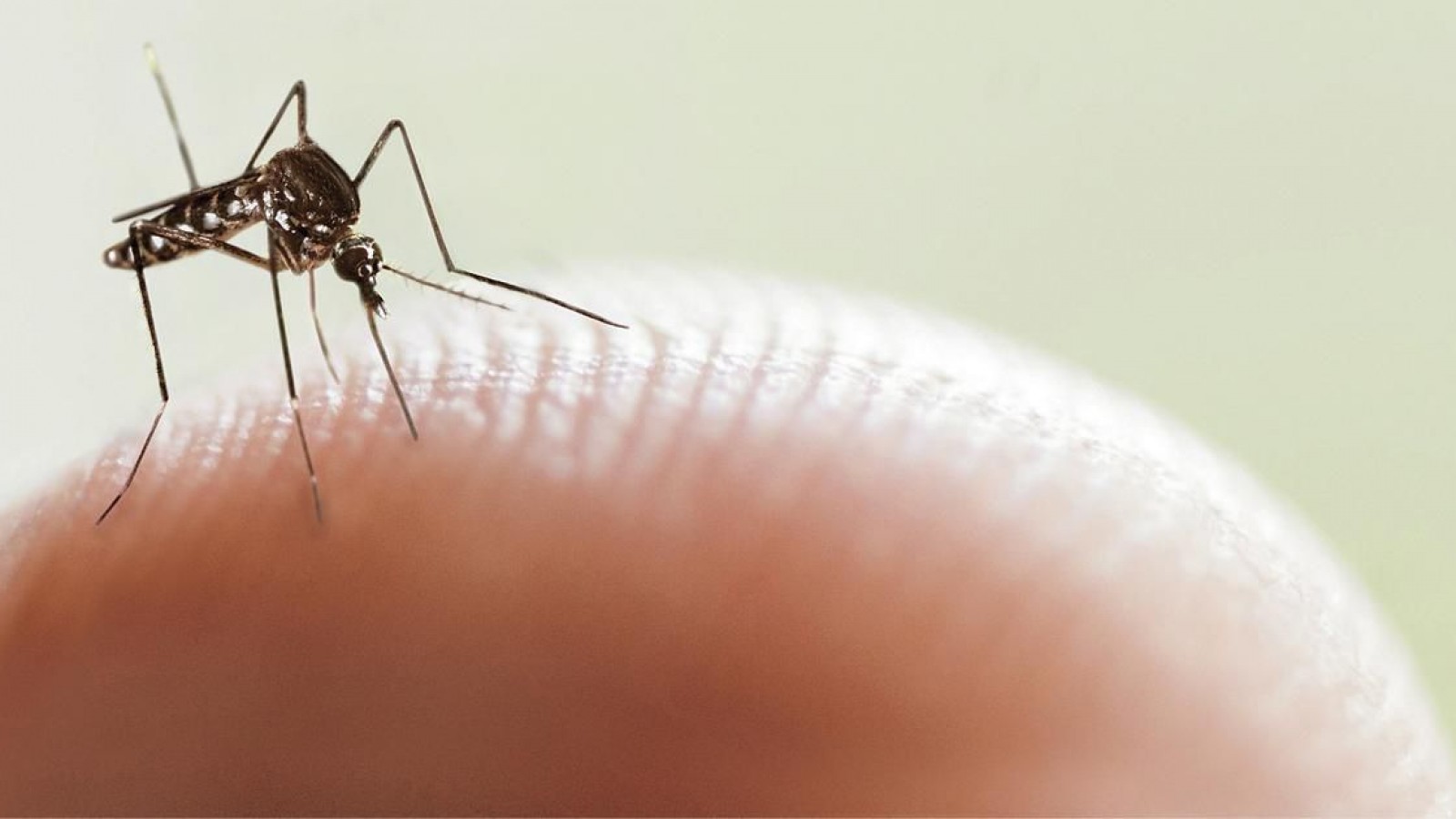 Jujuy en emergencia sanitaria por el mayor brote de dengue de la historia