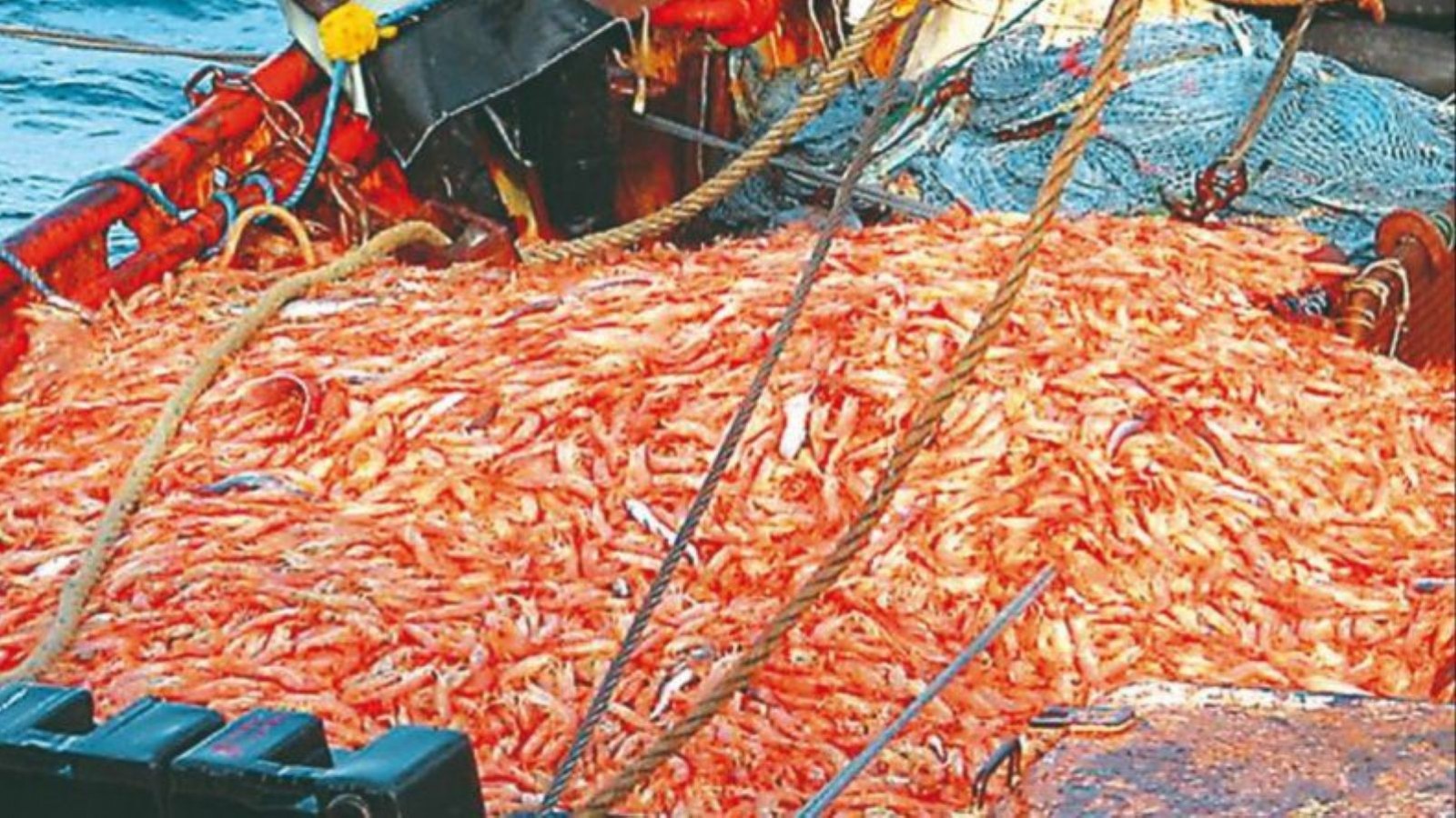 Se descargaron 7000 toneladas más de langostino en la pandemia
