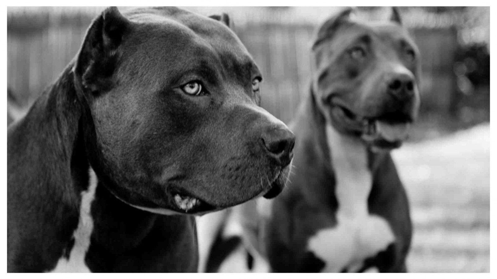 La Policía debió intervenir por dos pitbull que atacaron a un perro