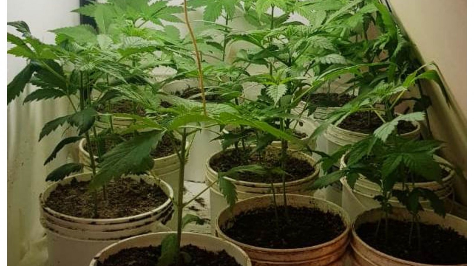 El Concejo Deliberante de Puerto Madryn aprobaría mañana el cultivo legal de cannabis