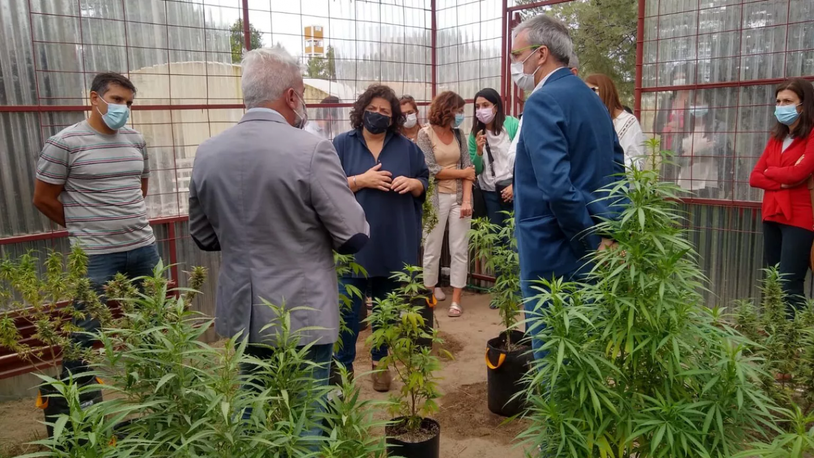 Robo en Cenpat: Se llevaron 12 plantas del Proyecto cannabis medicinal visitado por Vizzotti