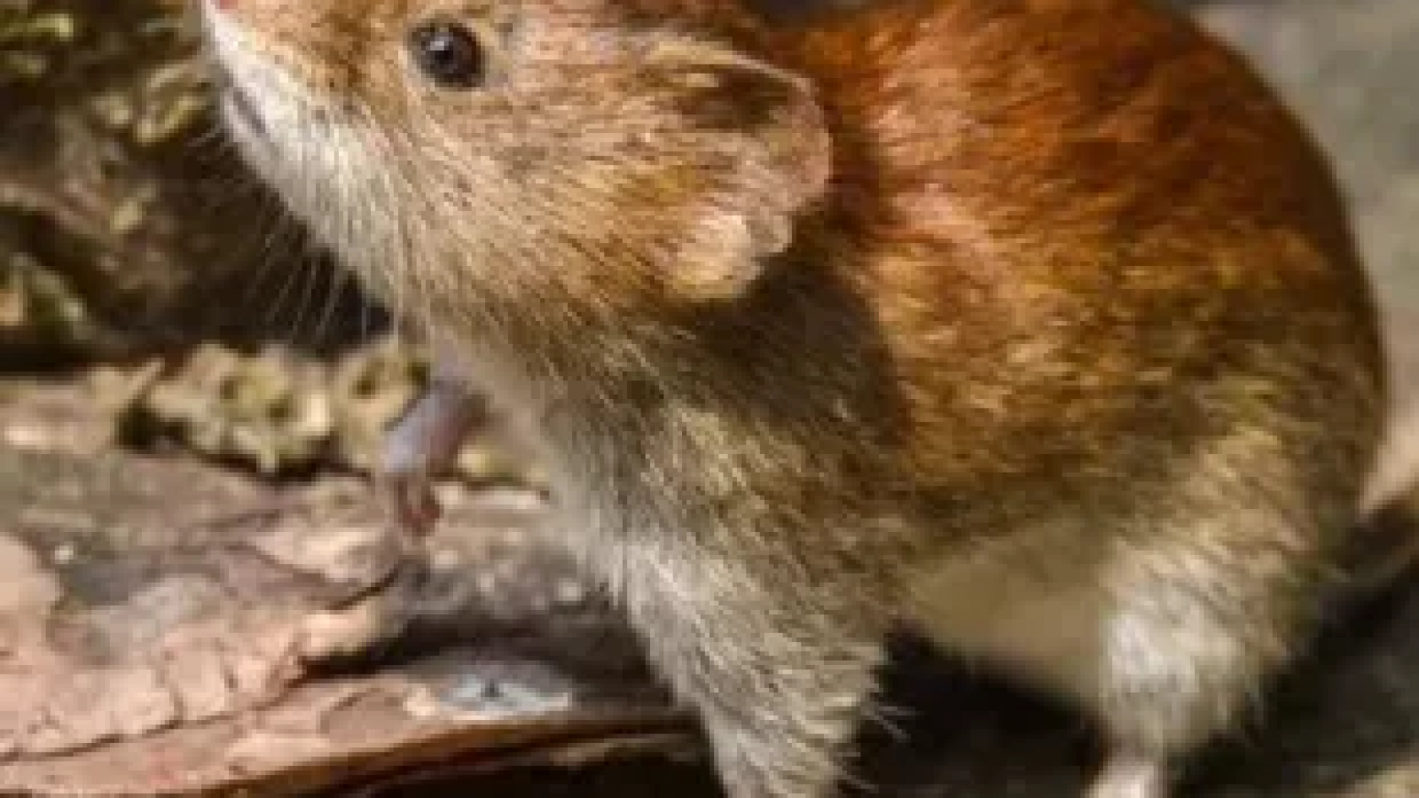 En Cerro Centinela falleció una nena de 8 años por Hantavirus