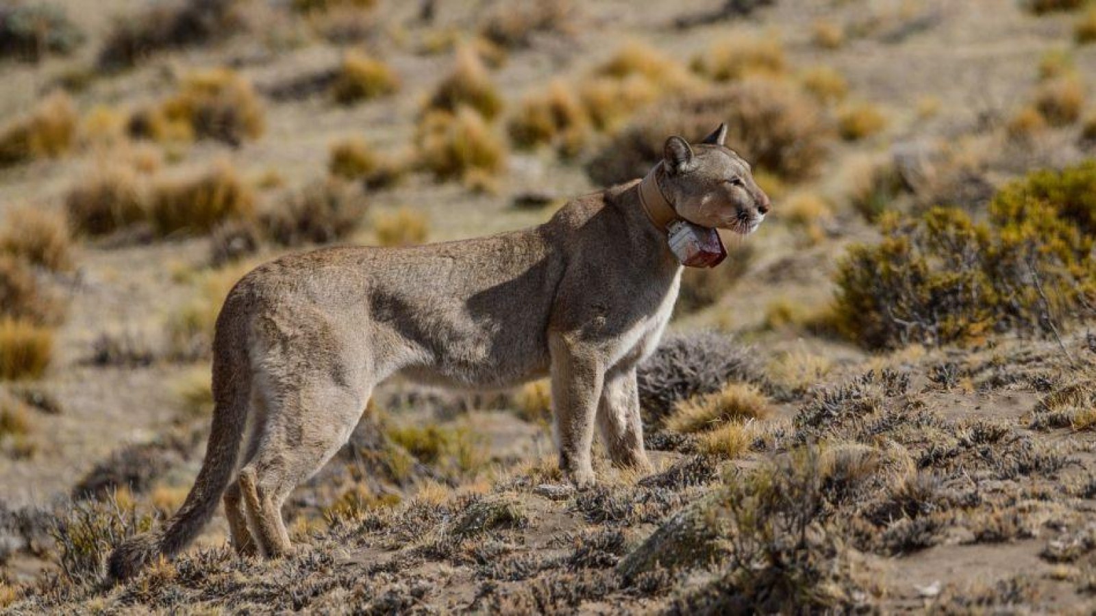 Un puma fue visto en el valle
