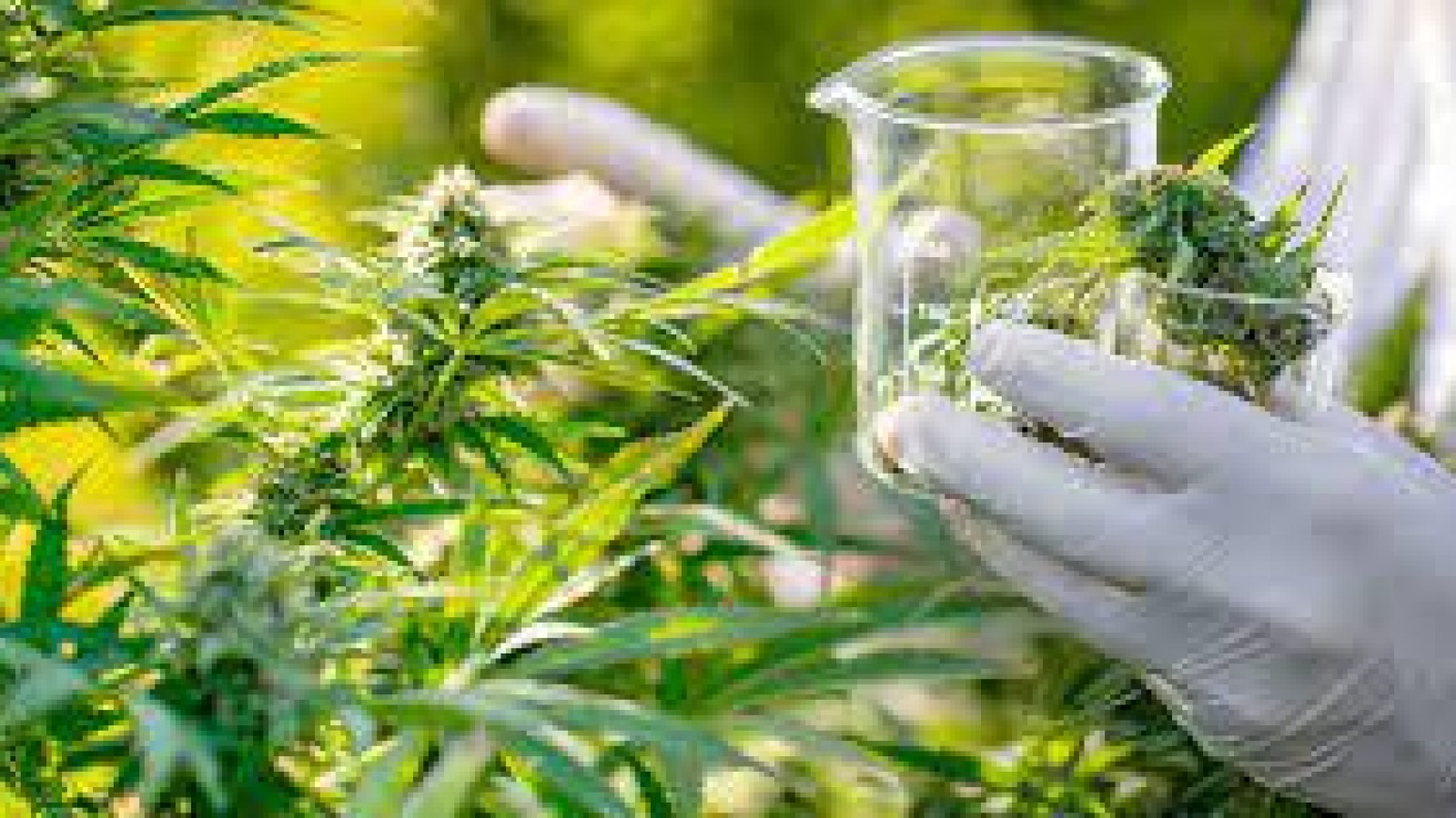 Se presentó un Proyecto de Ley para desarrollar la producción del Cannabis Medicinal y Terapéutico en Chubut