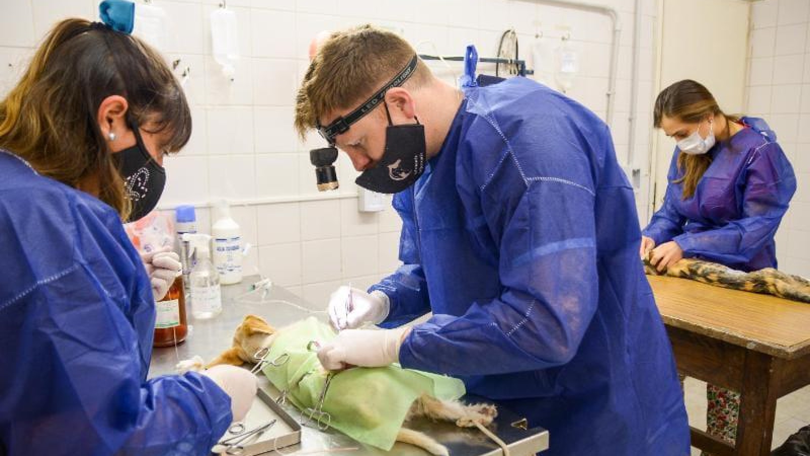 Este sábado habrá castraciones "gratuitas" para mascotas