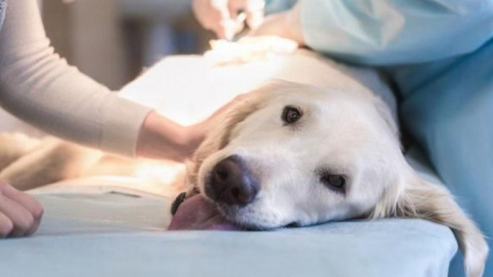 Siguen las campañas de castración de mascotas: conocé los detalles
