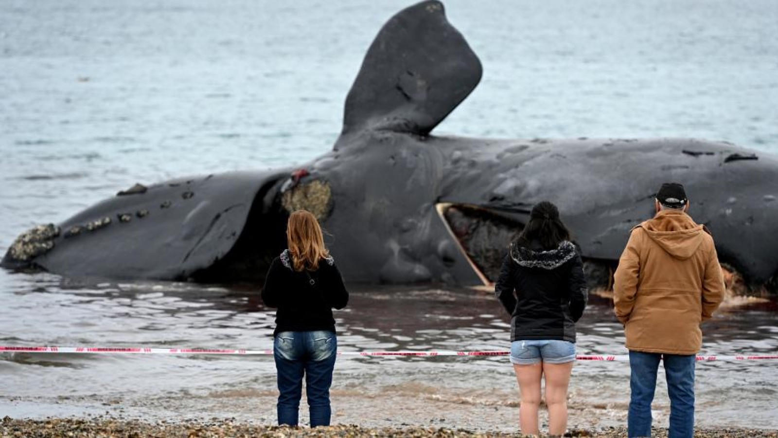 Ya son casi 20 las ballenas muertas