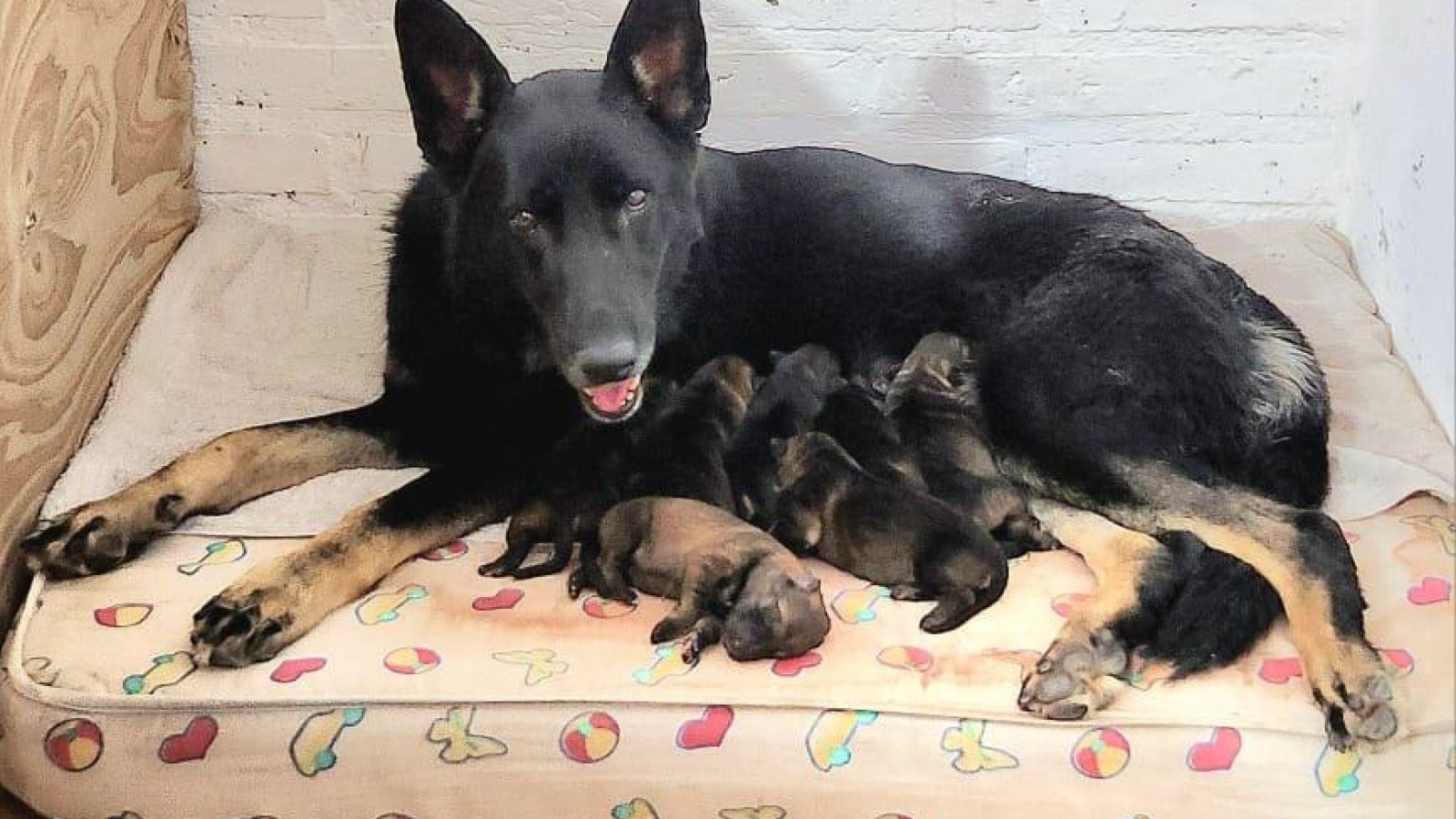 Delta, la can de la Policía dio a luz a 7 cachorros ovejero alemán
