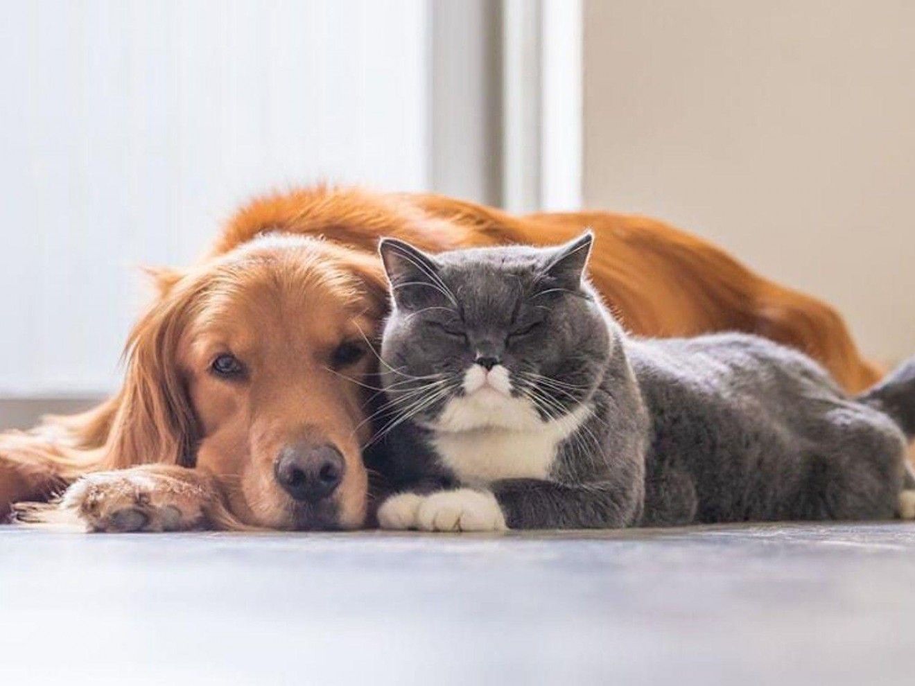 Puerto Madryn: habrá nuevas campañas gratuitas de vacunación y castración para perros y gatos