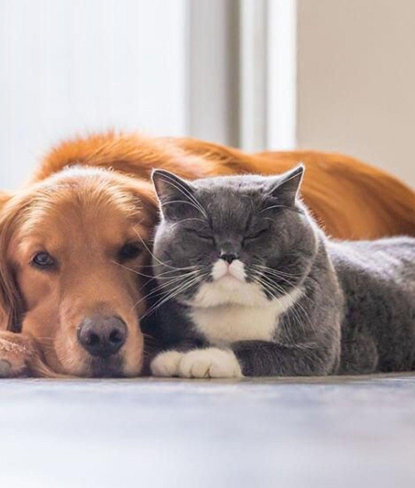 Puerto Madryn: habrá nuevas campañas gratuitas de vacunación y castración para perros y gatos