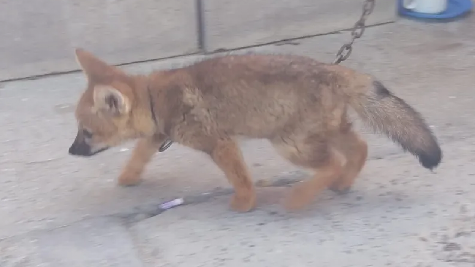 Así rescataron a una zorra que un hombre la tenía de mascota