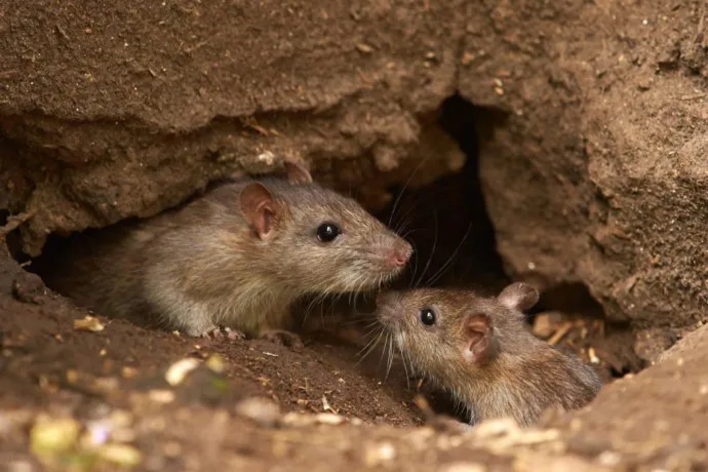 Neuquén: murió un joven de 26 años tras contraer hantavirus