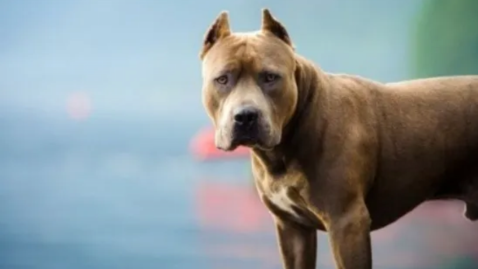 Un niño de 7 años fue atacado por un Pitbull: está internado con lesiones graves