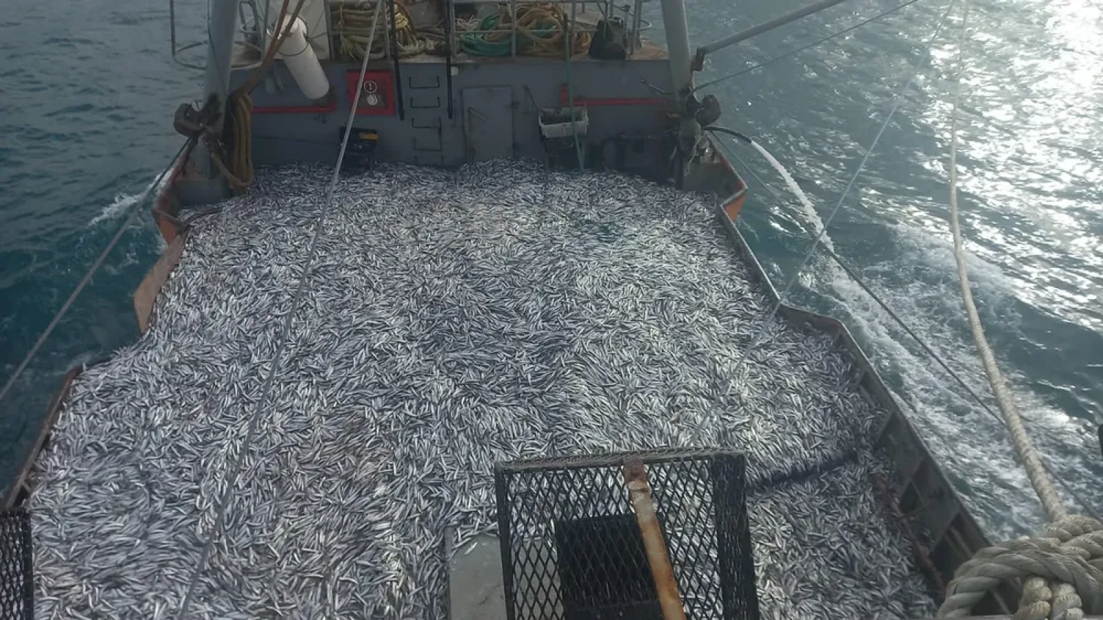 El Puerto Rawson estableció récord en captura de anchoíta con 2,000 Toneladas
