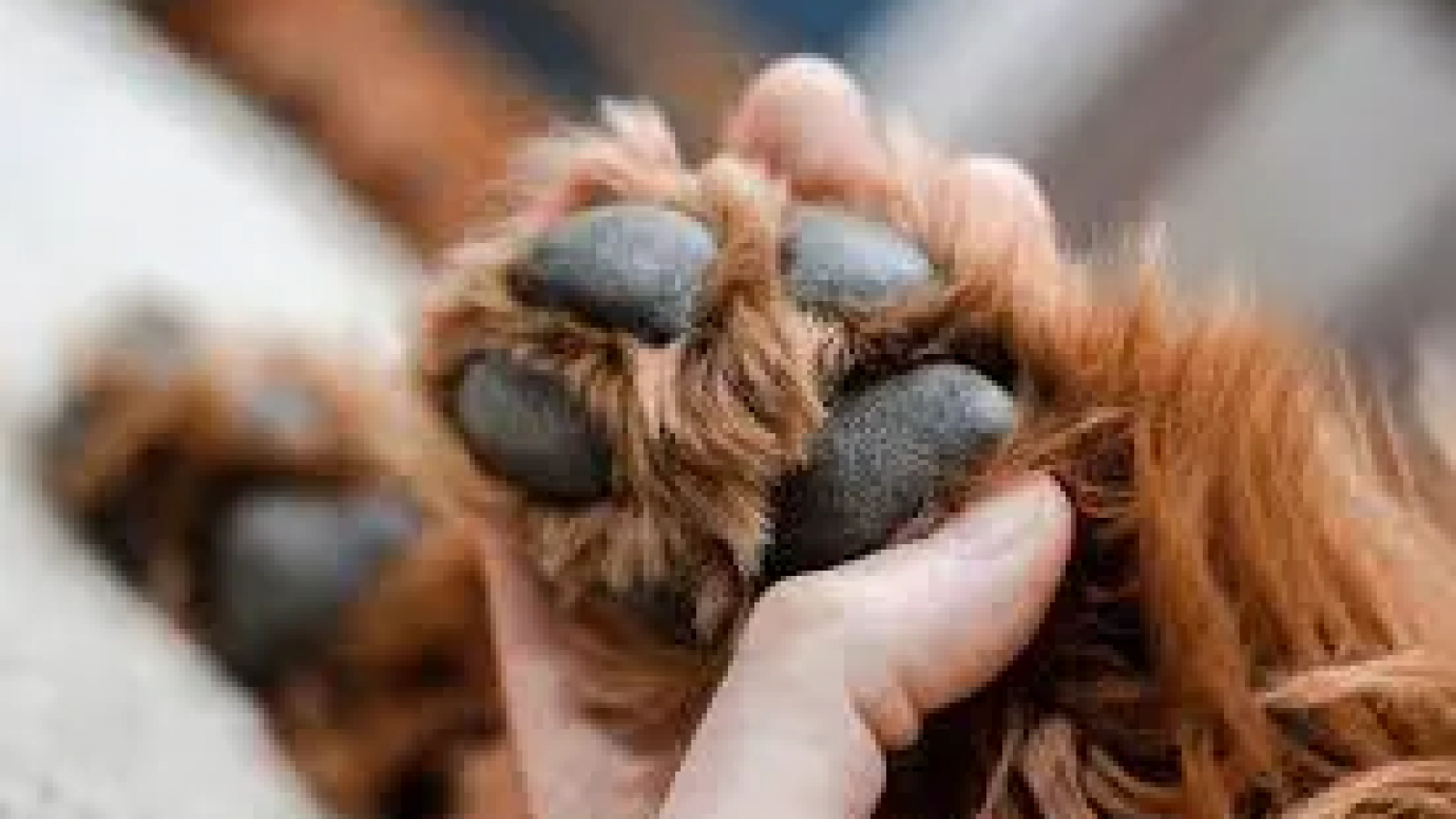 Un hombre disparó al suelo durante una discusión por deudas de alquiler y mató al perro del inquilino con un tercer disparo