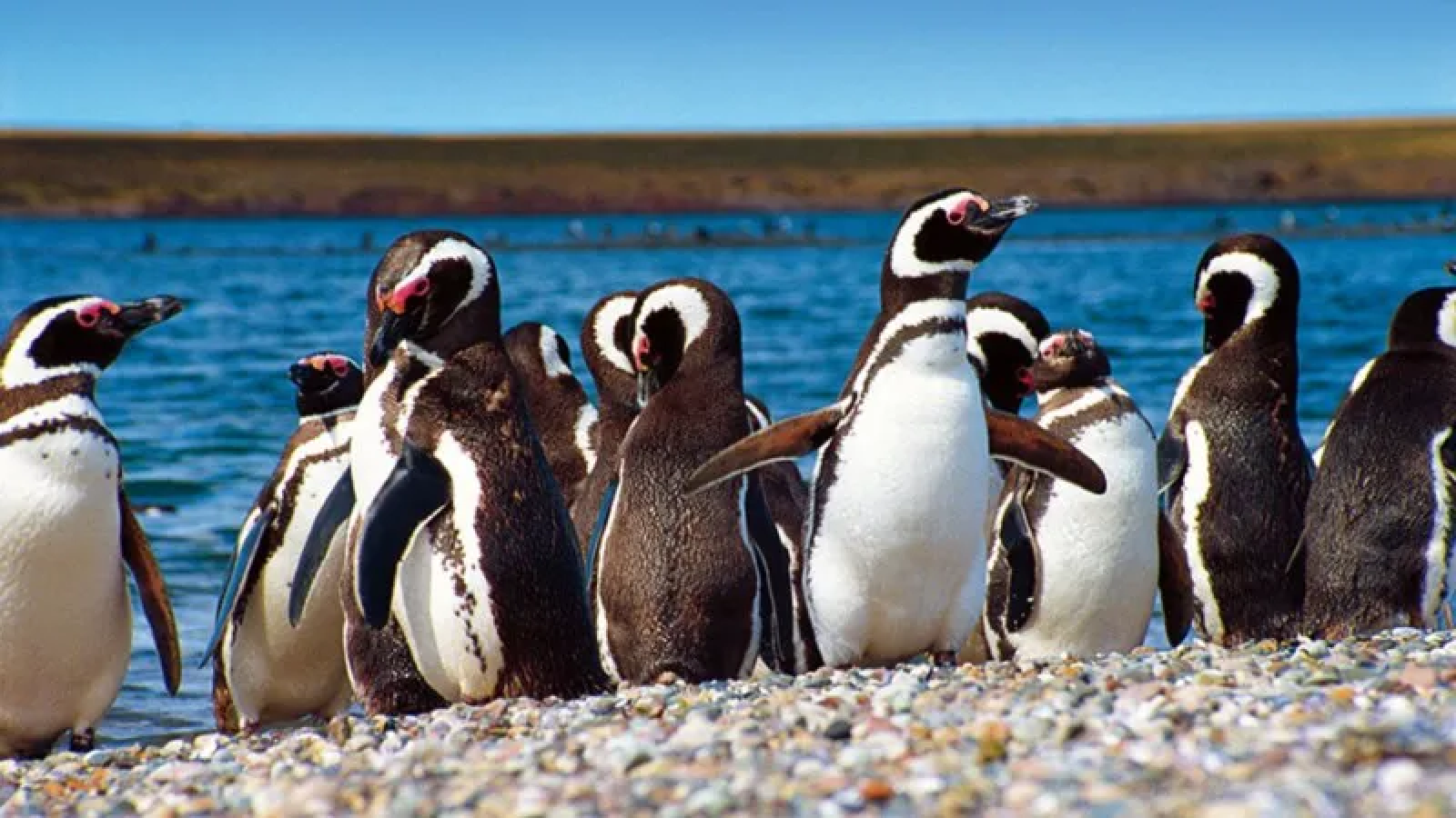 Tercer día del juicio por la matanza de pingüinos en Punta Tombo