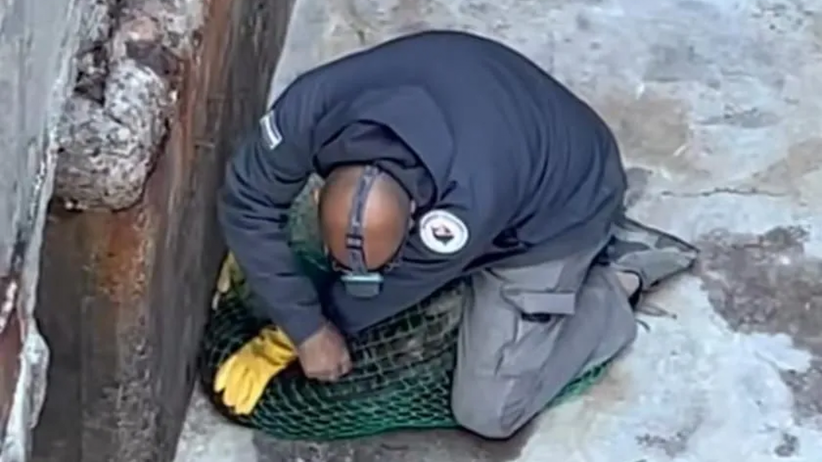 Rescataron a un lobo marino en el puerto de Madryn