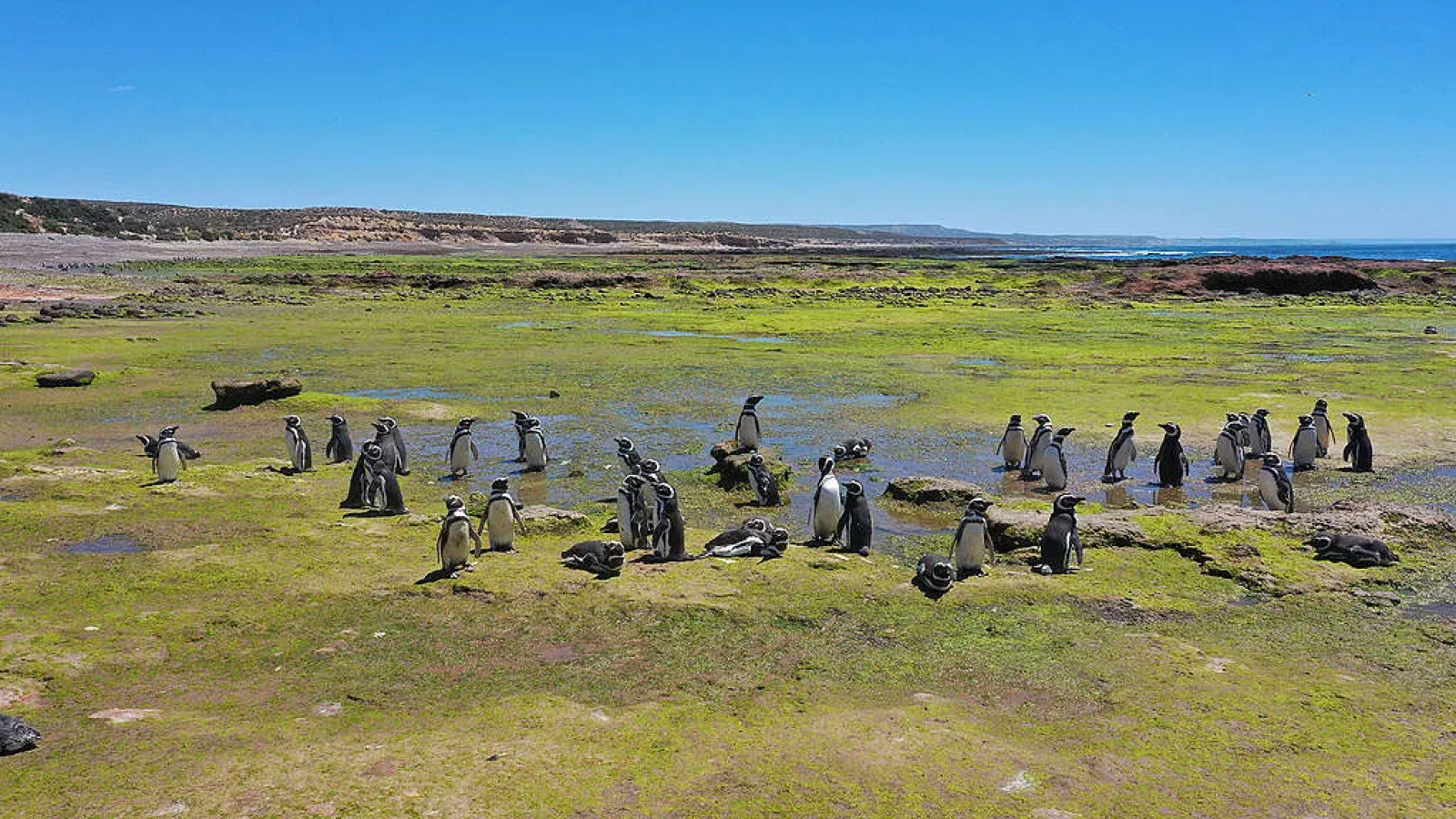 Protección con drones en Punta Tombo: La justicia actúa para preservar la colonia de pingüinos