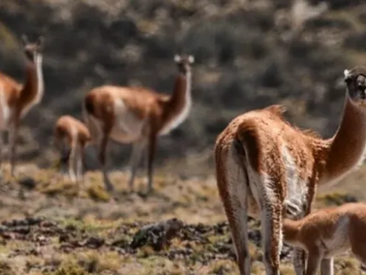 Buscan habilitar la venta de carne de guanaco en carnicerías de Esquel