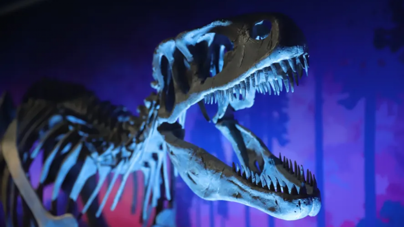 El MEF reabre con una exposición renovada y el Patagotitan Mayorum como estrella