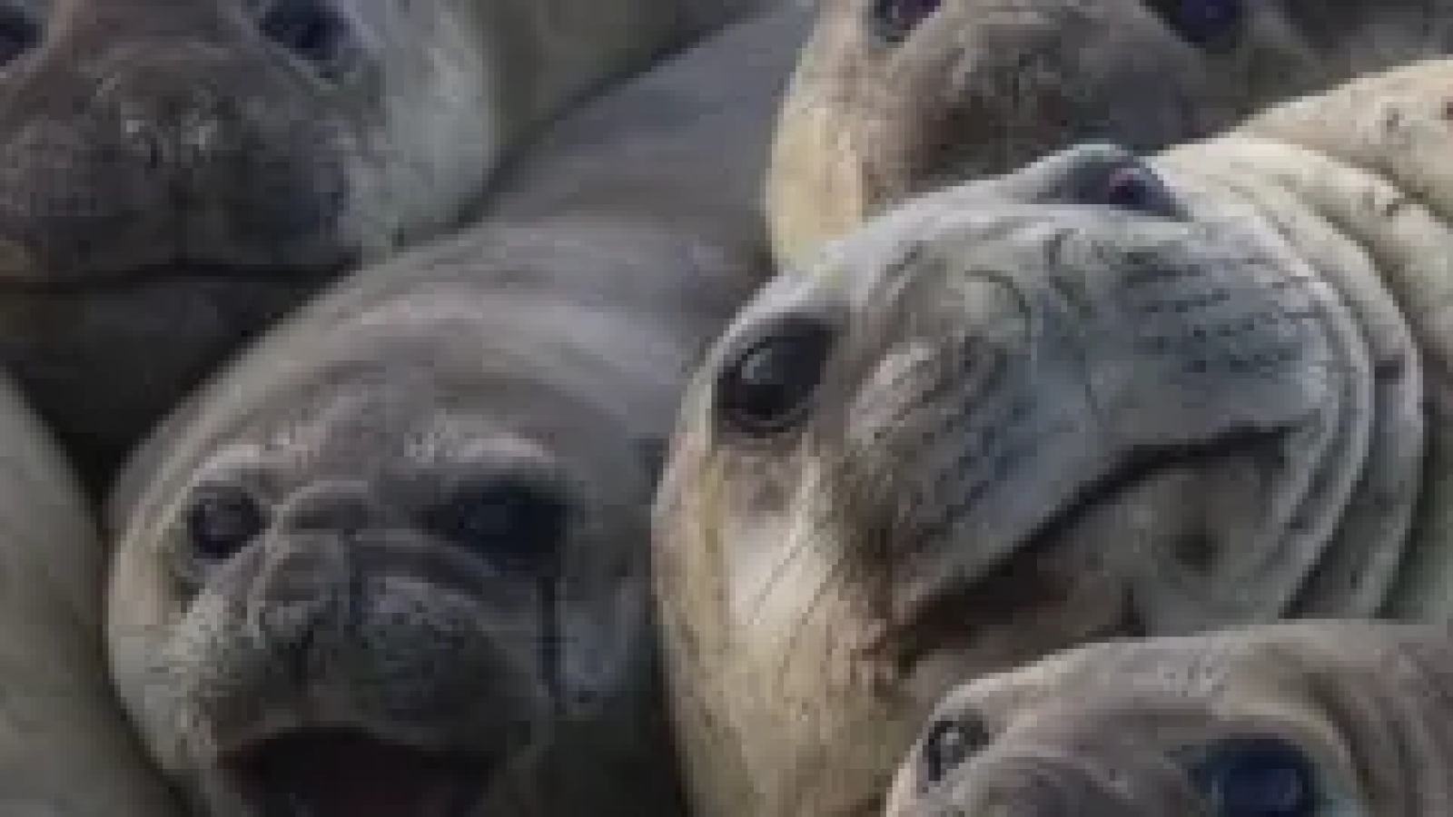 La gripe aviar causó una drástica disminución en la población de elefantes marinos en Península Valdés