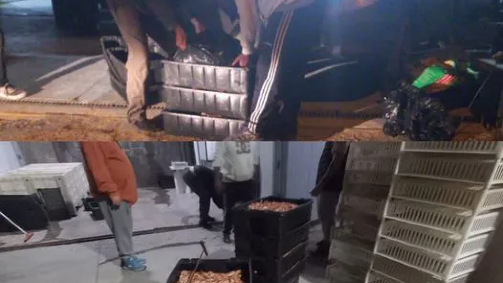 Decomisan más de 180 kilos de langostinos en Playa Uniòn