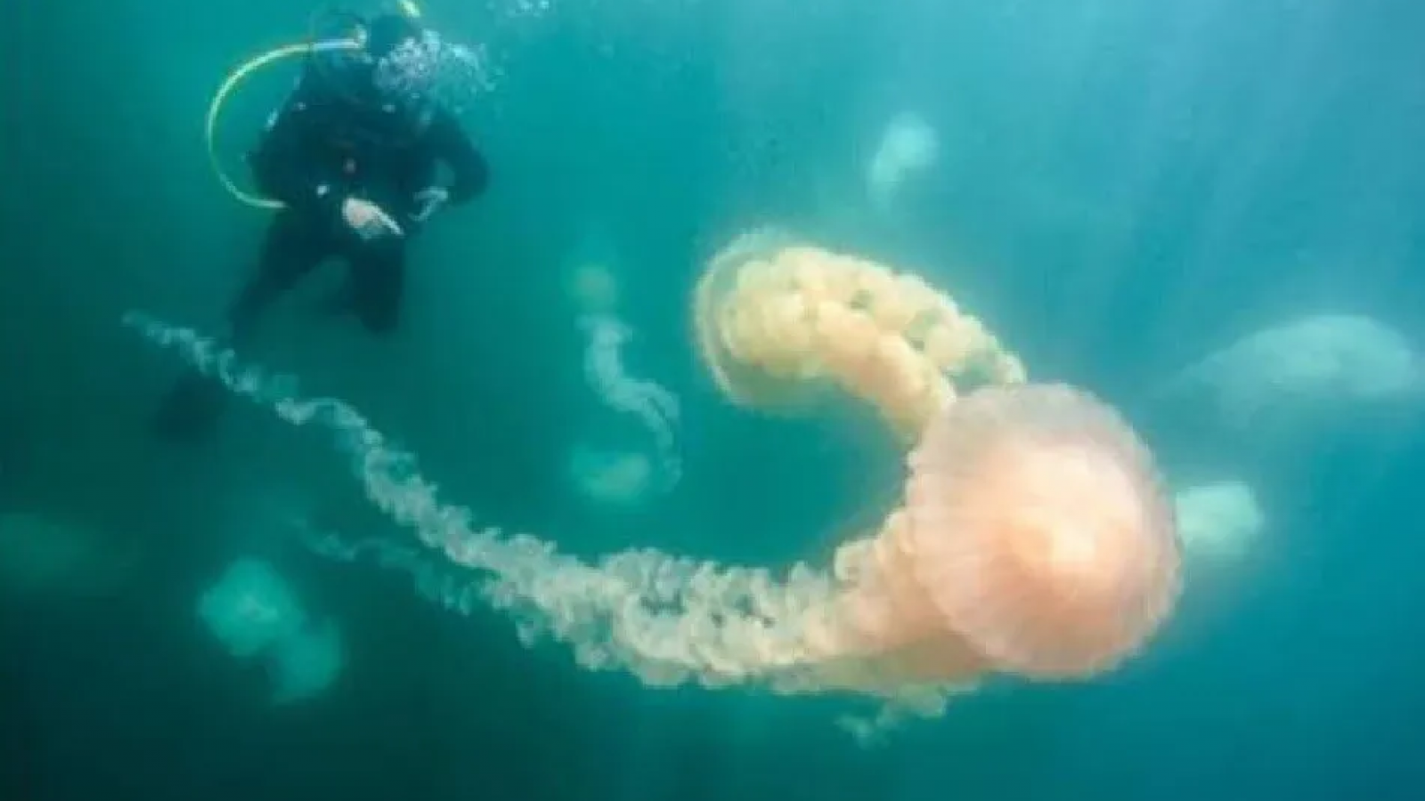 Llegaron las medusas gigantes a las costas de Puerto Madryn