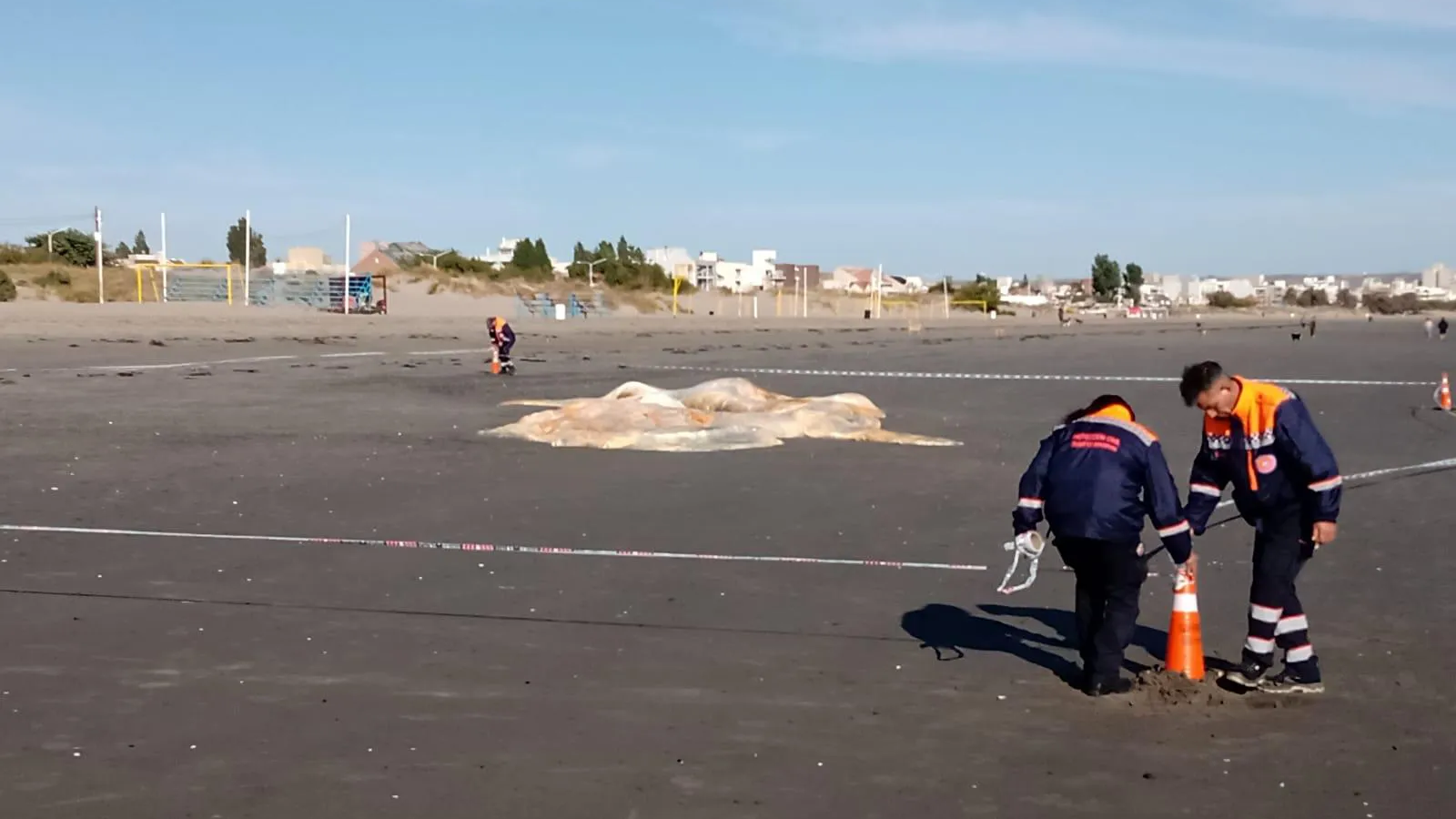 Retiraron los restos de una ballena en descomposición de la costa de Puerto Madryn
