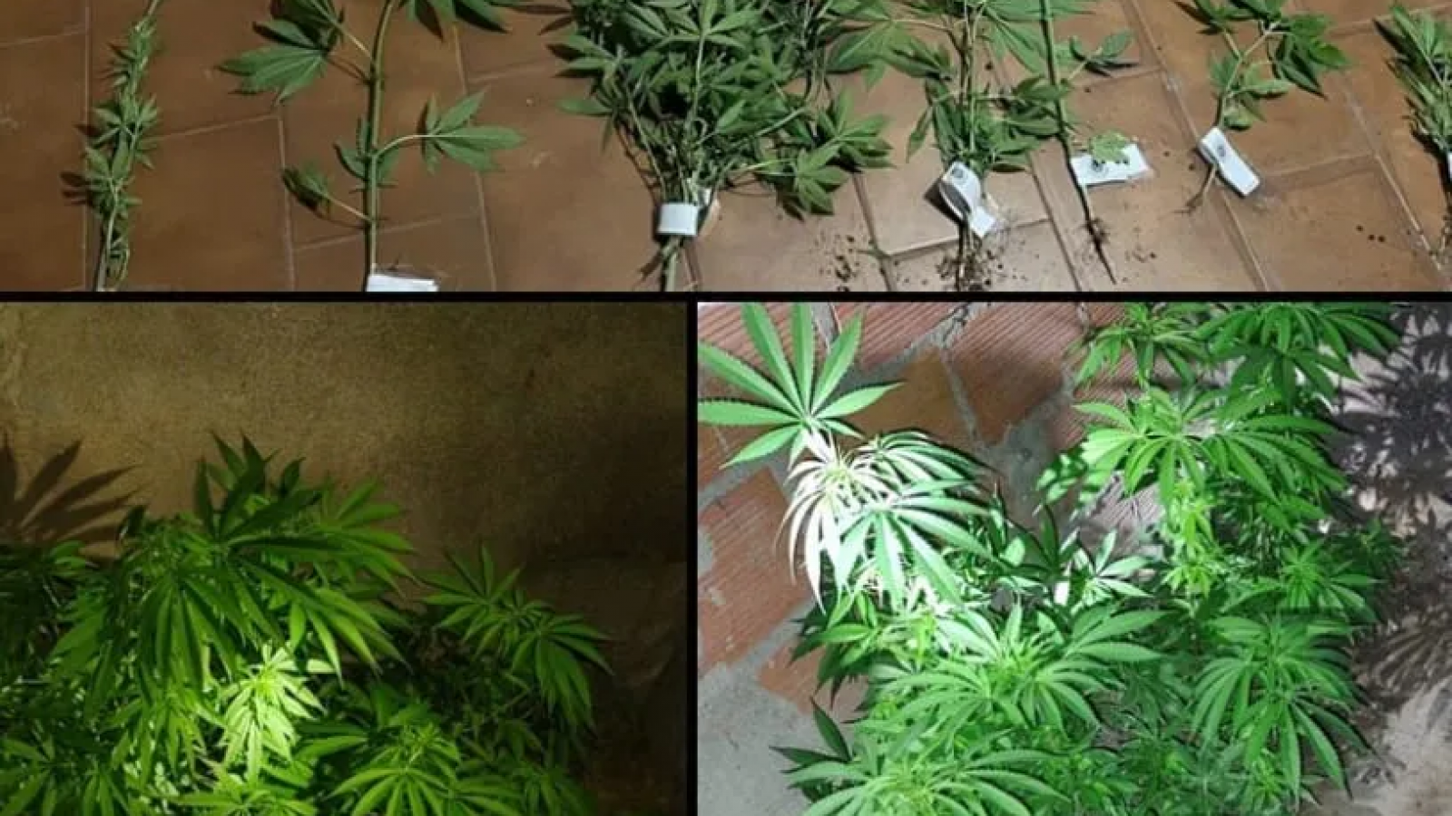 Cayeron con un auto robado y 15 plantas de marihuana en el barrio Don Bosco