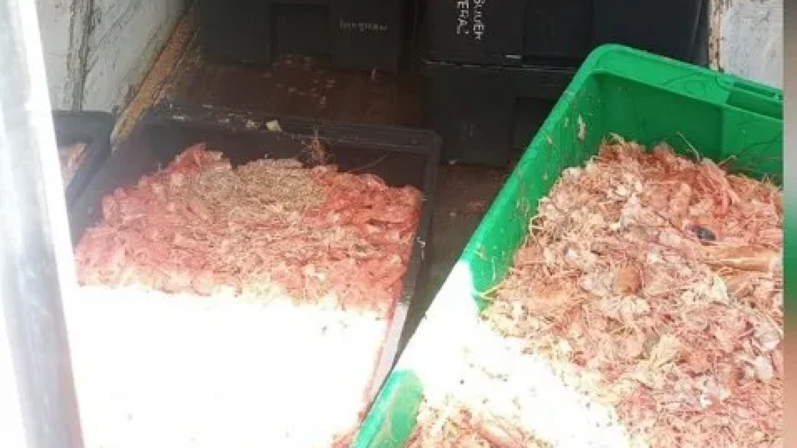 Secuestraron 350 kilos de langostinos sin refrigeración en control policial en Rawson