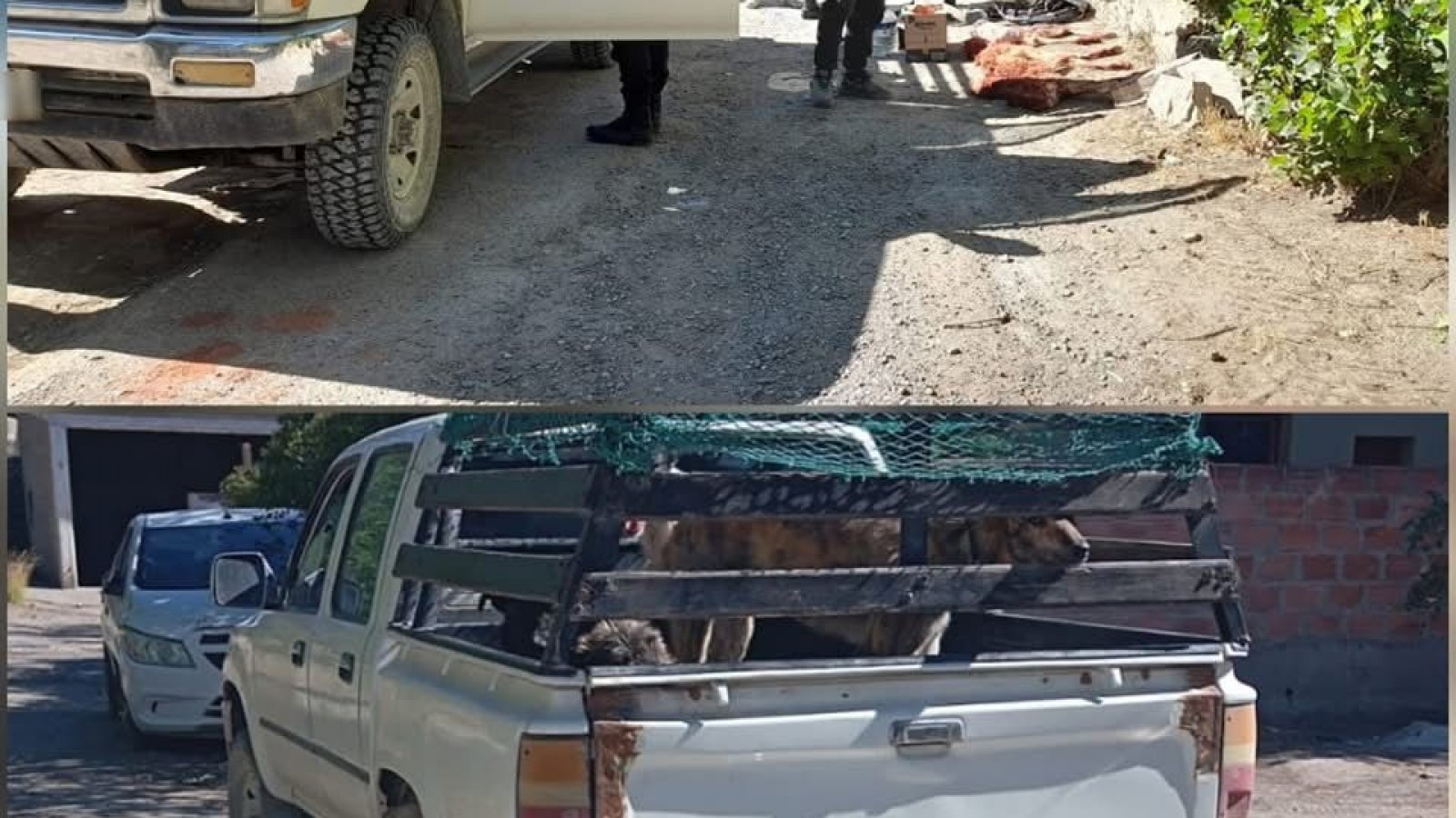Gaiman: secuestran carne de guanaco durante un control