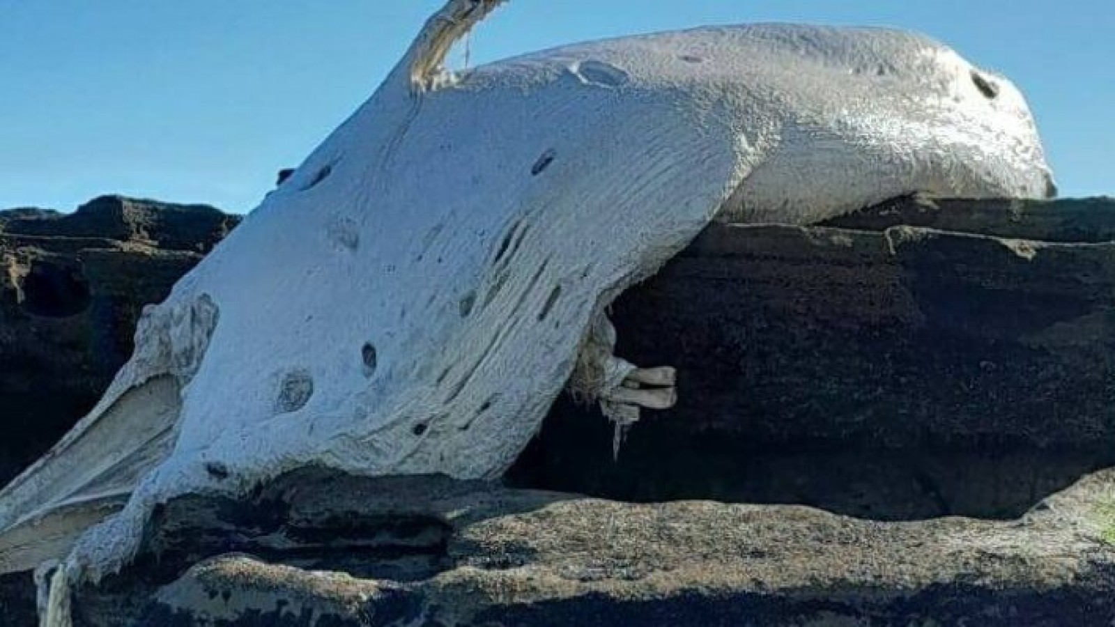 Encuentran una ballena muerta en la costa