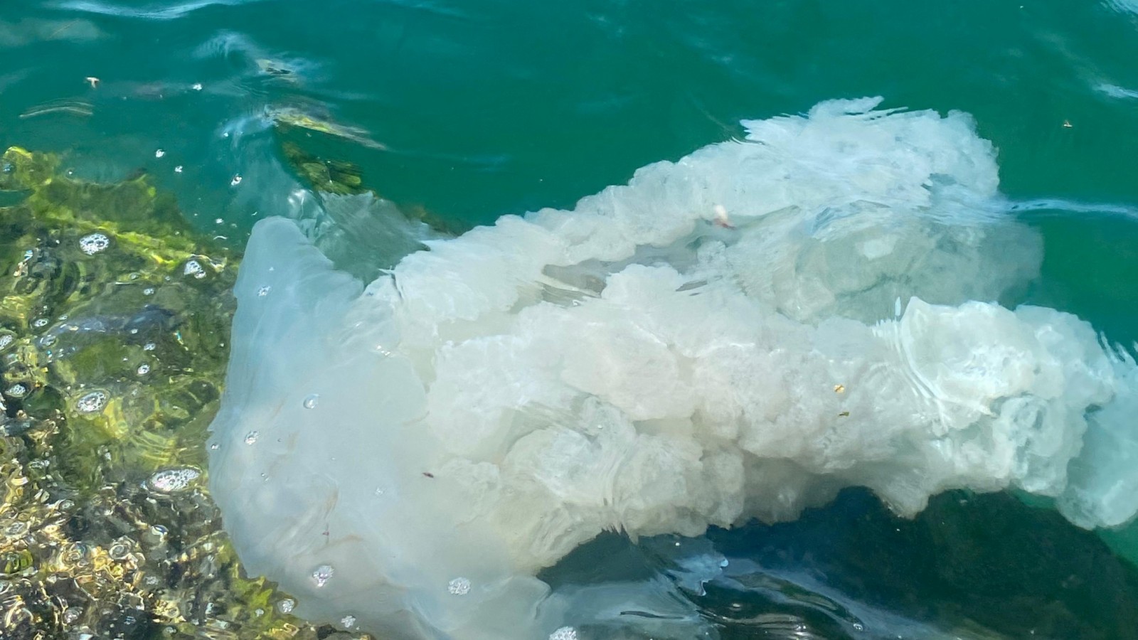 Aparecieron medusas en Puerto Pirámides