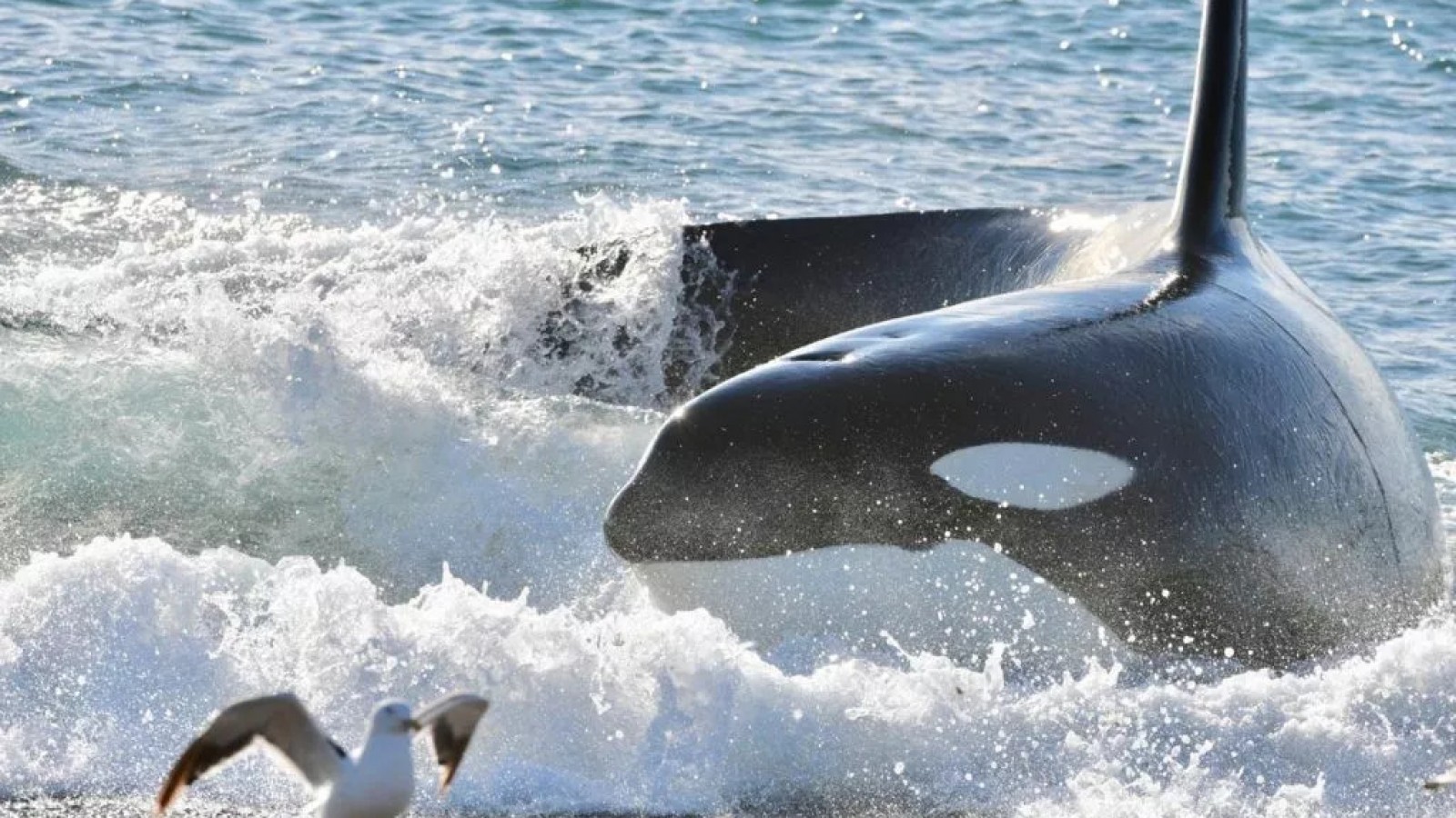 50 años con orcas: La experiencia única en el Ecocentro de Madryn