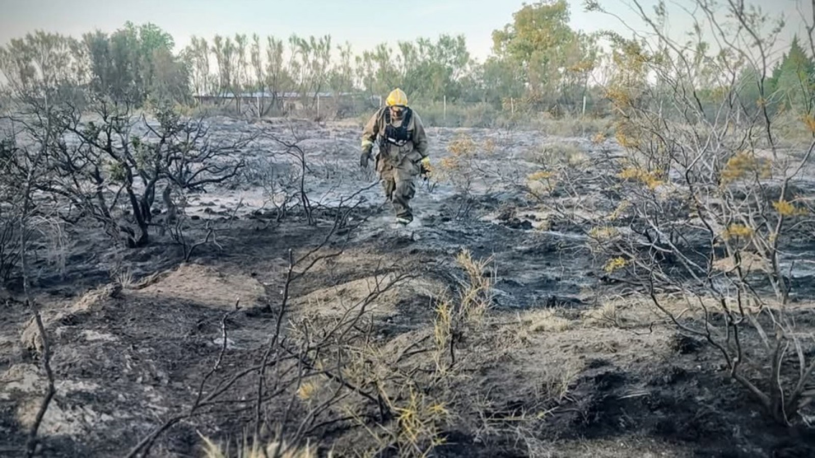 Un loro dejó sin luz a Madryn y desató un incendio en El Doradillo