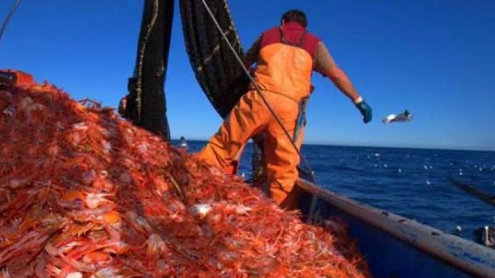 De Chubut a Santa Cruz: Acusan a dos empresarios de falsificar documentación para ingresar langostino