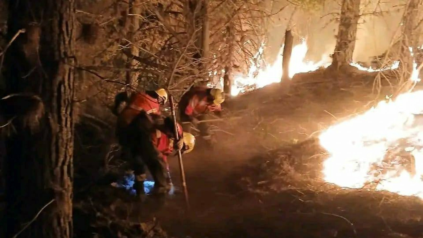 Crearon una web para encontrar mascotas perdidas en los incendios de la Patagonia
