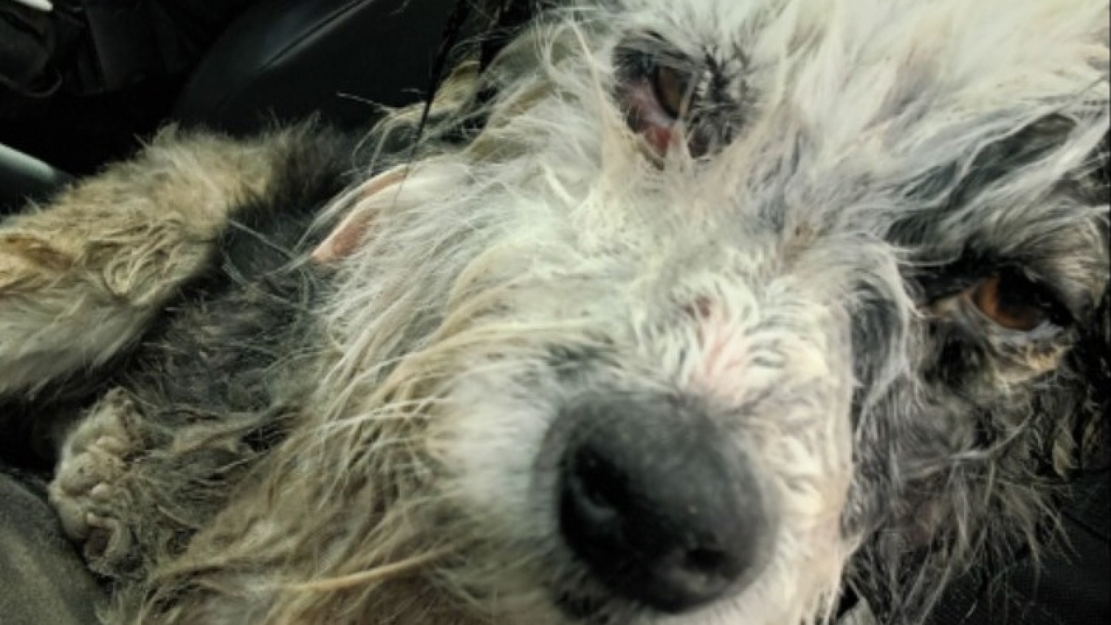 Brutal caso de maltrato animal en Gaiman: buscan a los responsables de enterrar vivo a un perro