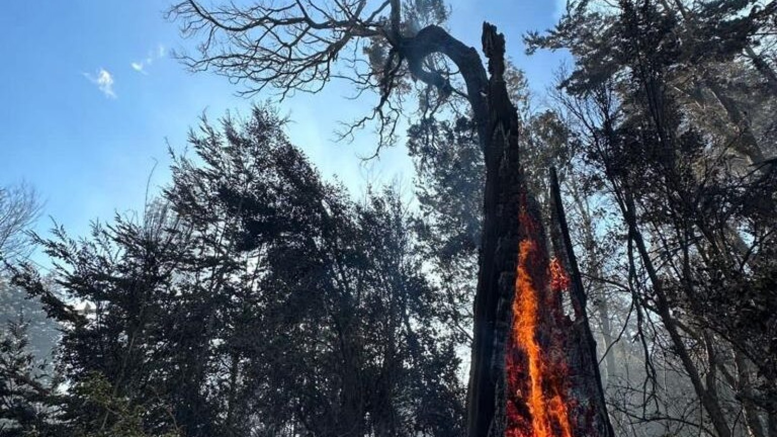 Más de 24 hectáreas afectadas por un nuevo incendio en el Parque Nacional Los Alerces