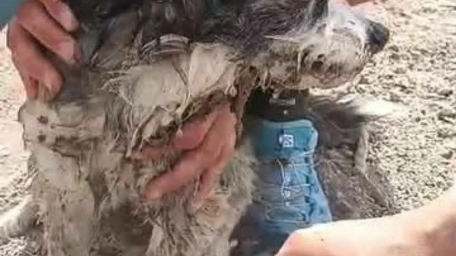 Enterraron vivo a un perro en Gaiman: investigan cámaras de seguridad para identificar a los culpables