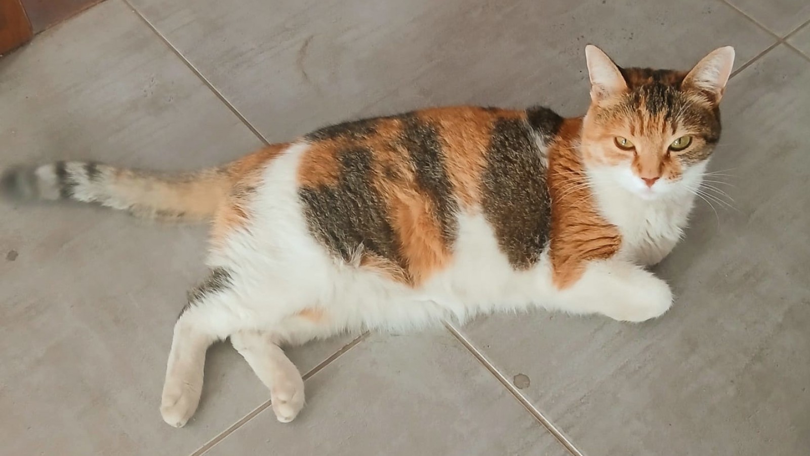 Desesperada búsqueda de Teco: Gato extraviado en Puerto Madryn