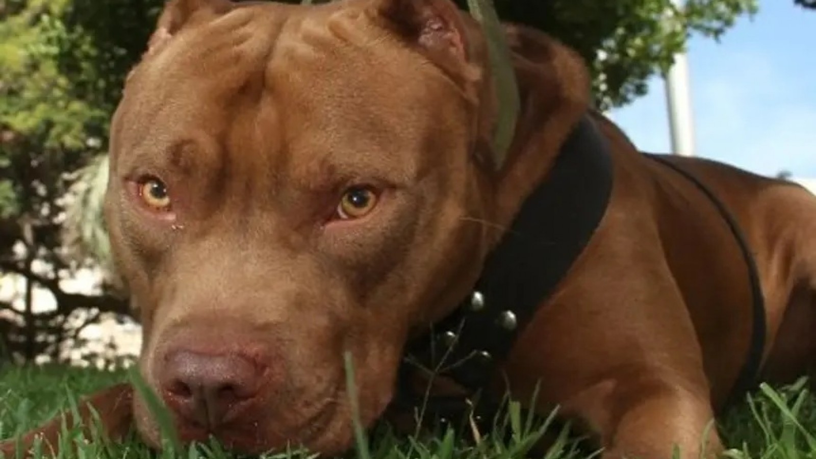 El dueño de un pitbull que atacó a una mujer deberá indemnizarla con $450.000