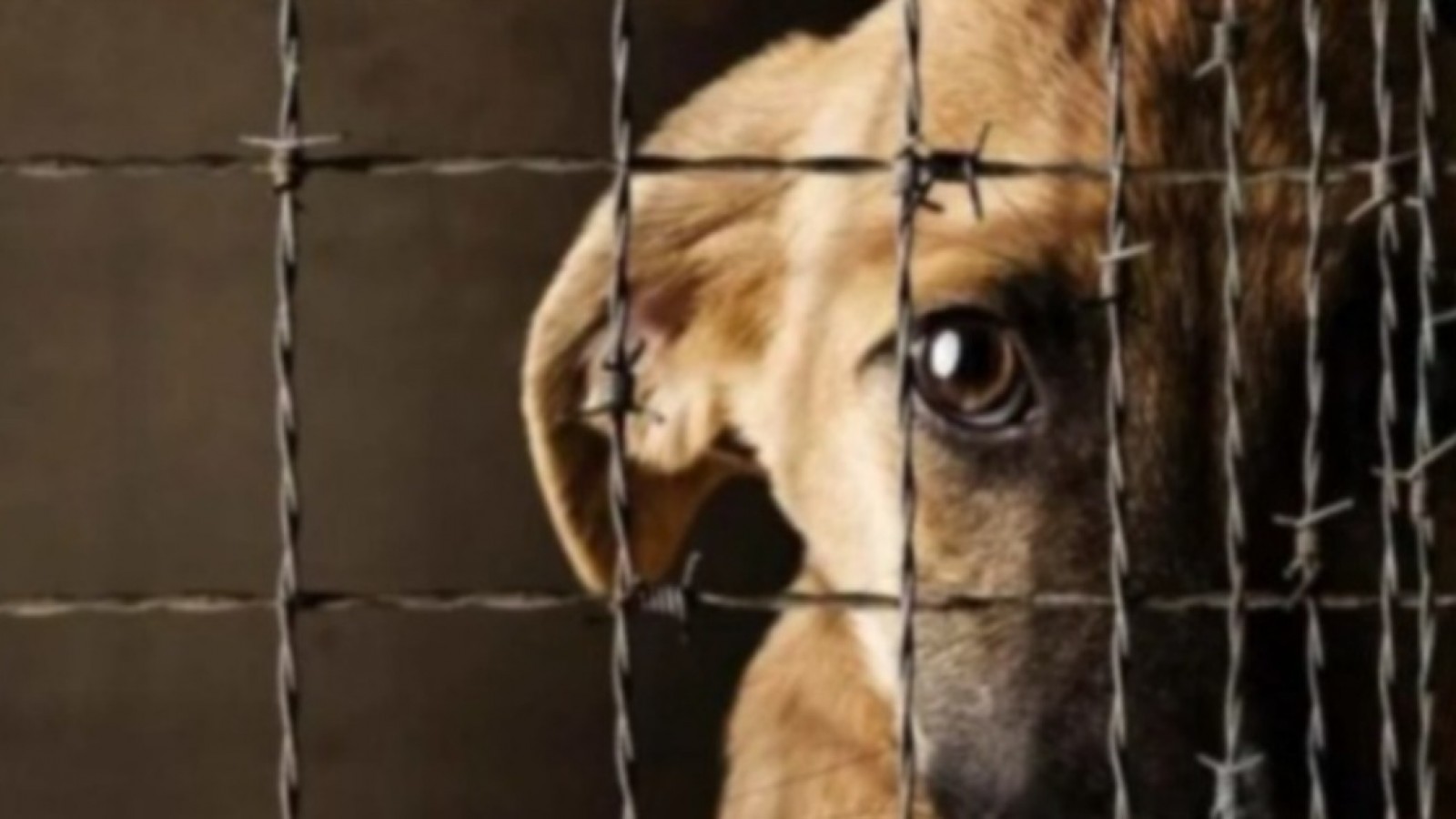 Denuncian nuevos casos de maltrato: "encontraron dos perros con los testículos colgando"