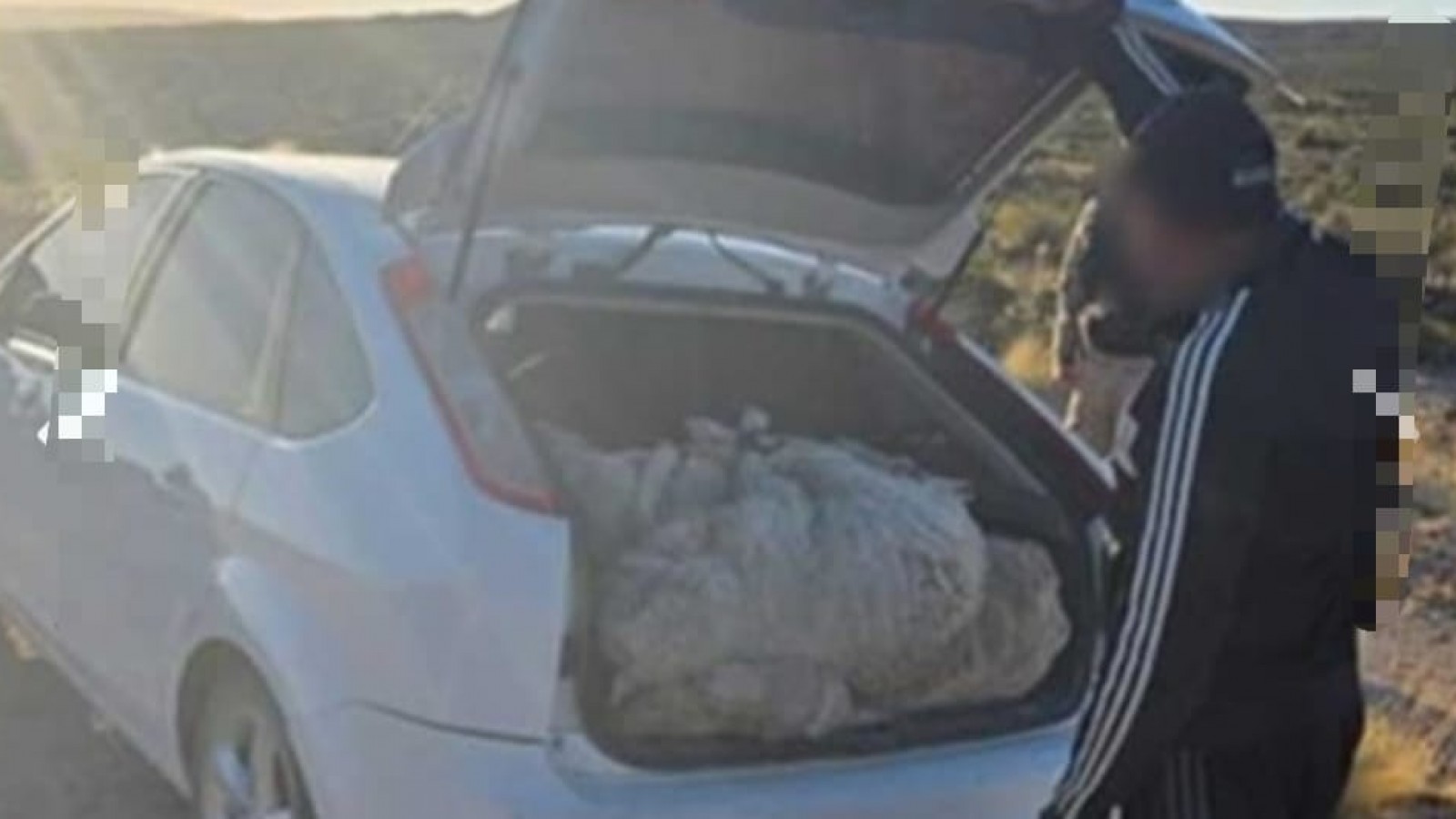 Desbarataron banda que faenaba corderos en Punta Tombo: uno tenía pedido de captura y el auto era robado