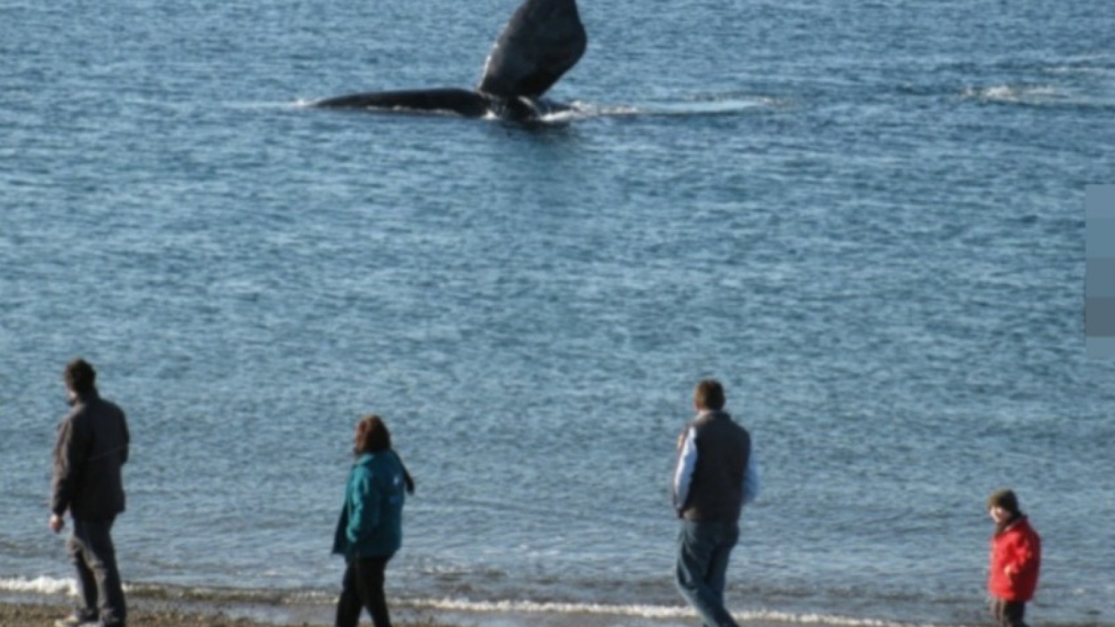 Puerto Madryn reabrirá el camino a El Doradillo para el inicio de la temporada de ballenas