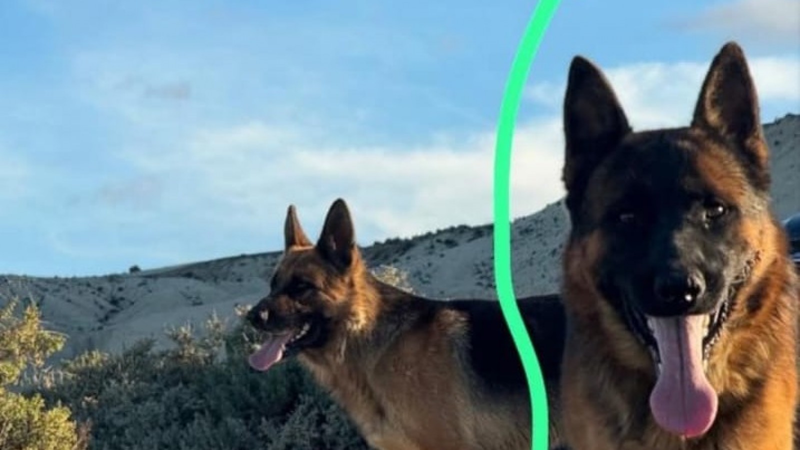 Perdió a sus dos perros en Madryn y pide datos de la pareja que los levantó en la ruta